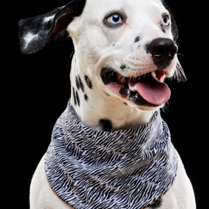 Bandana Leopardo y Cebra