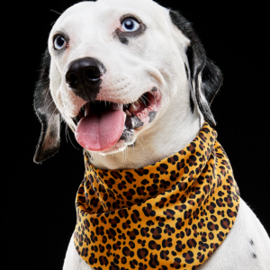 Bandana Leopardo y Cebra