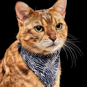 Bandana Leopardo y Cebra