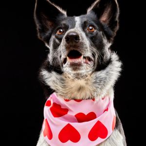 Bandana Besos y Corazones